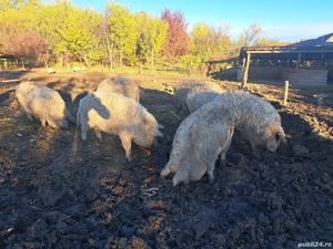 Mangalita rasa pura! Diferite categorii!!! - imagine 4