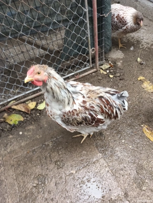 cocoși wyandotte splash 