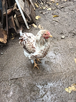 cocoși wyandotte splash  - imagine 2