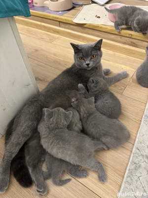 vand pui pisica british disponibil de la 1 decembrie - imagine 5