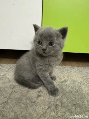 vand pui pisica british disponibil de la 1 decembrie - imagine 4