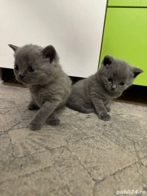 vand pui pisica british disponibil de la 1 decembrie - imagine 3