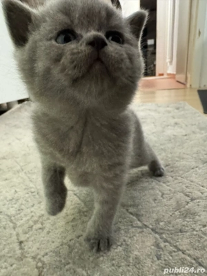 vand pui pisica british disponibil de la 1 decembrie - imagine 2