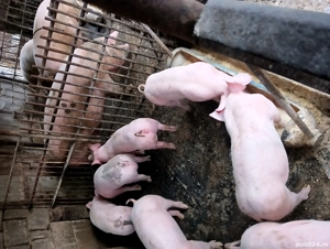 vand soldani ! - imagine 2