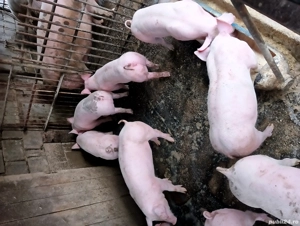 vand soldani ! - imagine 3