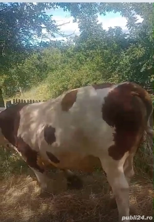 carne de vita - imagine 4