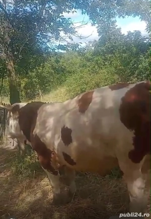 carne de vita - imagine 3