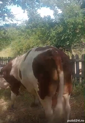 carne de vita - imagine 2