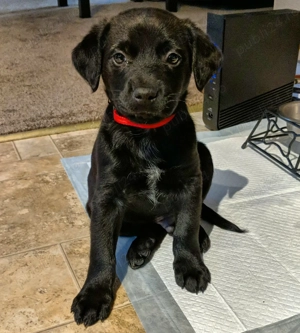 Fetițe labrador australian
