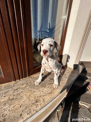  Vand pui de dalmațian vaccinati 