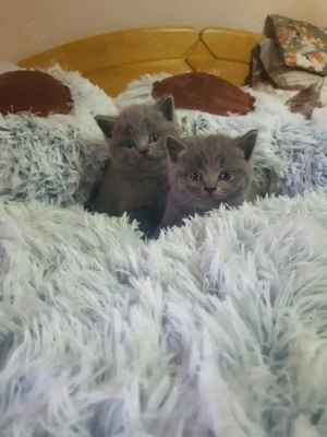 Pisicuta british caută o familie iubitoare