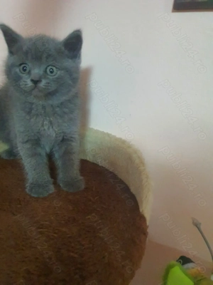 Pisicuta british caută o familie iubitoare  - imagine 2