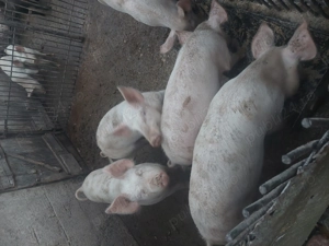 Șuldani de vânzare  - imagine 4