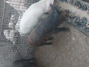 Șoldoni de vânzare 