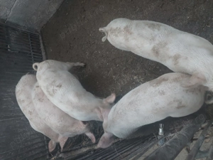 Șuldani de vânzare  - imagine 2