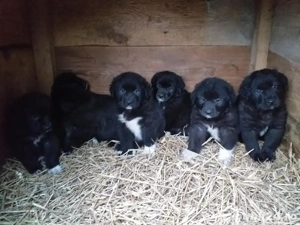 Ciobanesc Corb puiuti 