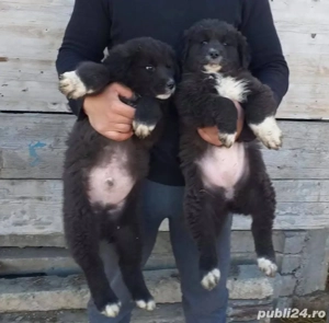 Ciobanesc Corb puiuti  - imagine 2