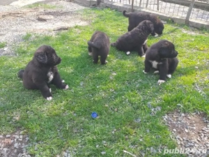 Ciobanesc Corb puiuti  - imagine 4