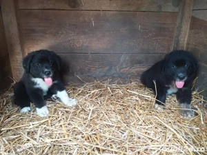 Ciobanesc Corb puiuti  - imagine 3