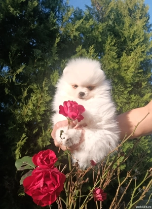 Pomeranian mini toy canisa 5 luni