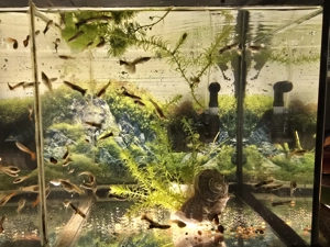 Pesti acvariu Guppy Xipho Ancistrus Zebre melci plante - imagine 6