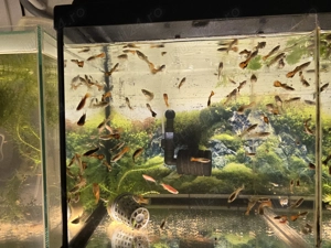 Pesti acvariu Guppy Xipho Ancistrus Zebre melci plante - imagine 4