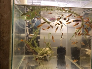 Pesti acvariu Guppy Xipho Ancistrus Zebre melci plante - imagine 2