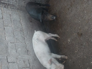 Șuldani de vânzare  - imagine 5