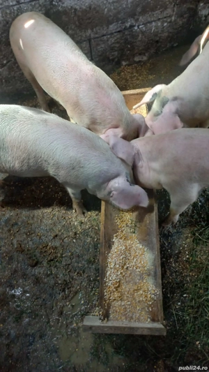 2 noiembrie - imagine 4