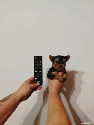 Yorkshire terrier toy  - imagine 2