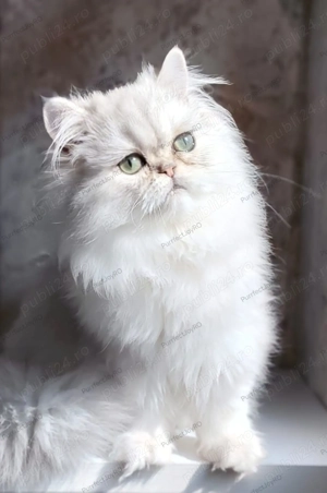 Persan Chinchilla, motănel cu pedigree