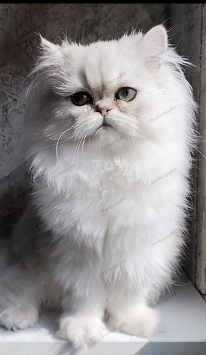Persan Chinchilla, motănel cu pedigree - imagine 2