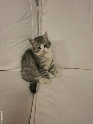 british silver tabby  - imagine 2