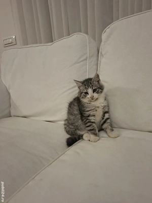 british silver tabby  - imagine 3