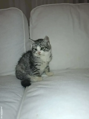 british silver tabby  - imagine 4