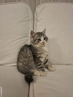 british silver tabby  - imagine 5
