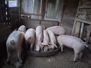 Vând grasuni  - imagine 2 Vând grasuni  - imagine 2