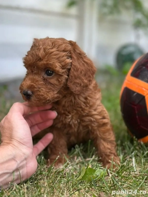 pudel maro cu posibilitate pasaport  - imagine 2
