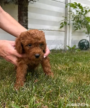 pudel maro cu posibilitate pasaport 