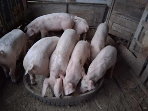 Vând grasuni  - imagine 3 Vând grasuni  - imagine 3