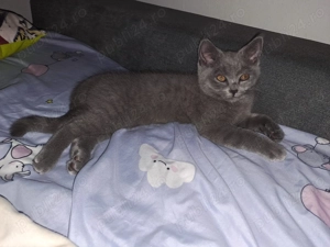 Vând băiețel British Shorthair născut în 14 august.