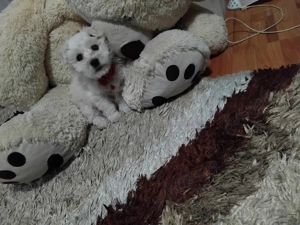 Bichon maltez baietel  - imagine 4