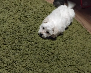 Bichon maltez baietel  - imagine 3