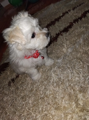 Bichon maltez baietel