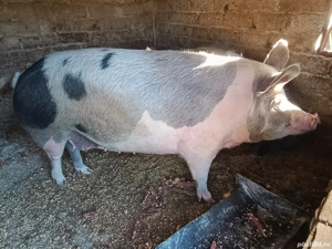 vand porc 250 -300 kg