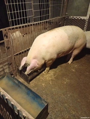 porc 250kg