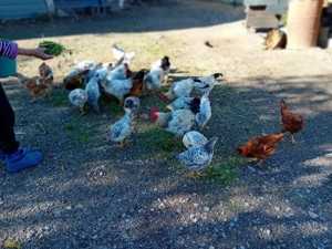 Vând găini crescute Bio. Vârciorog jud. Bihor