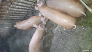 vând purrcei - imagine 2