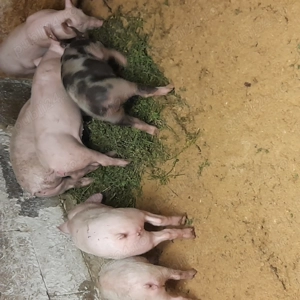 Grasuni 30 kg - 40 kg - imagine 2