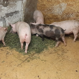 Grasuni 30 kg - 40 kg - imagine 3